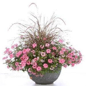 'Fireworks' Rubrum Grass