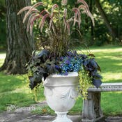 Purple Fountian Grass 'Rubrum'
