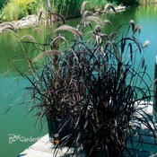 Purple Fountian Grass 'Rubrum'