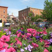 Purple Fountian Grass 'Rubrum'