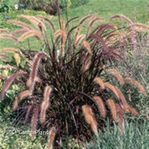 Purple Fountian Grass 'Rubrum'