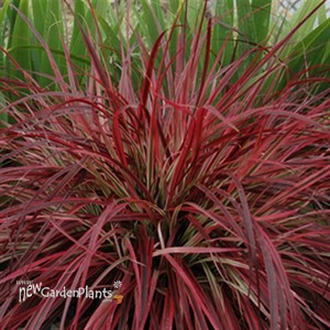 'Fireworks' Rubrum Grass