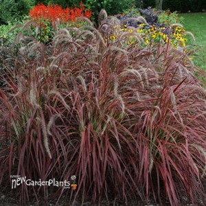 'Fireworks' Rubrum Grass