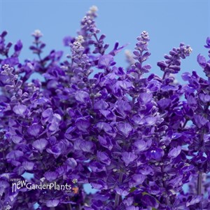 Salvia Cathedral ™ Deep Blue