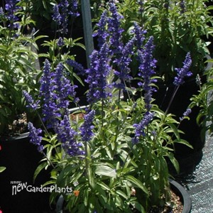 Salvia Cathedral ™ Deep Blue