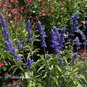 Salvia Cathedral ™ Deep Blue