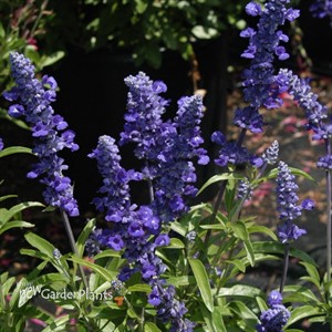 Salvia Cathedral ™ Deep Blue