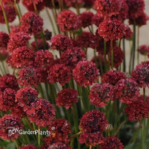 'Ballerina Red'