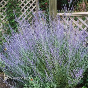 Russian Sage
