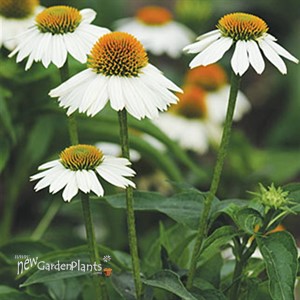 'Pow Wow White' Coneflower