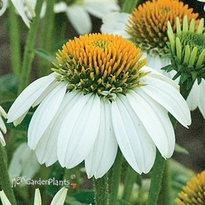 'Pow Wow White' Coneflower