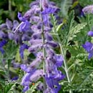 Russian Sage
