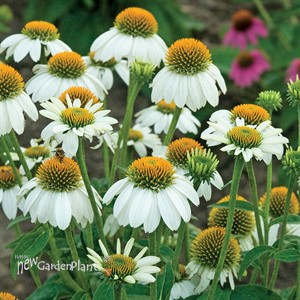 'Pow Wow White' Coneflower