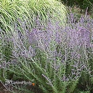 Russian Sage