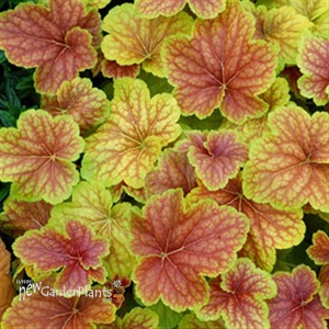 'Delta Dawn' Coral Bells