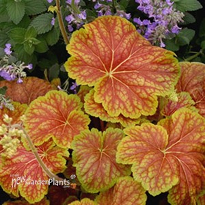 'Delta Dawn' Coral Bells