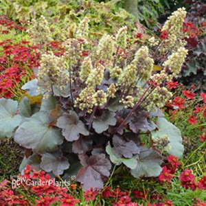 'Blondie' Little Cutie™ Series