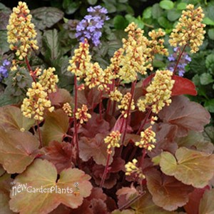 'Blondie' Little Cutie™ Series