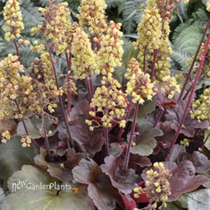 'Blondie' Little Cutie™ Series