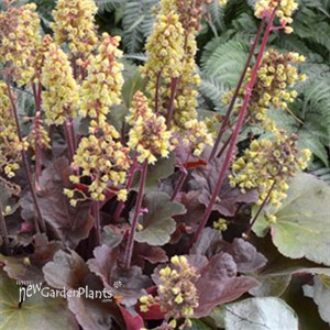 'Blondie' Little Cutie™ Series