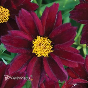 'Mercury Rising' ppaf