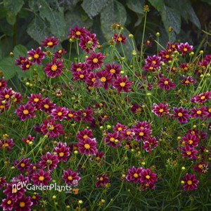 'Mercury Rising' ppaf