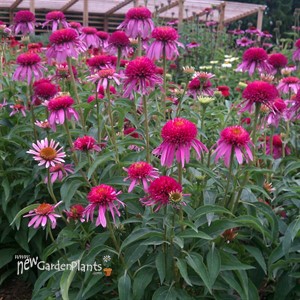 'Double Scoop Bubble Gum'