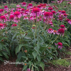 'Double Scoop Bubble Gum'