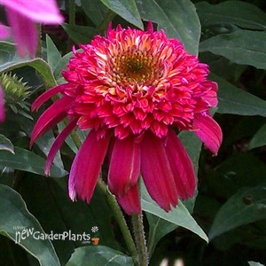 'Double Scoop Bubble Gum'