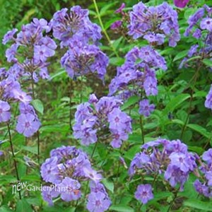 Tall Phlox 'Blue Boy'