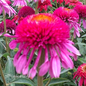 'Double Scoop Bubble Gum'