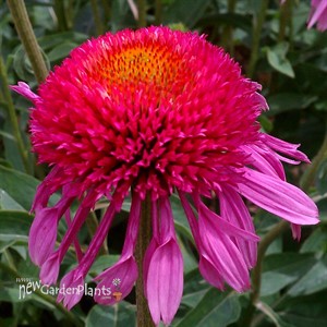 'Double Scoop Bubble Gum'