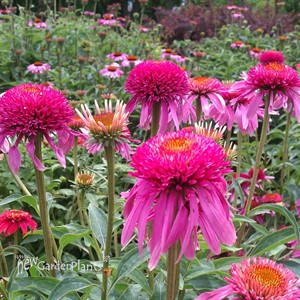 'Double Scoop Bubble Gum'