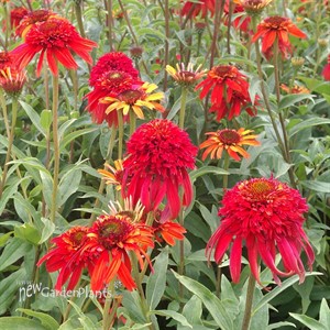 Double Scoop Orange Berry