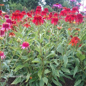 Double Scoop Orange Berry