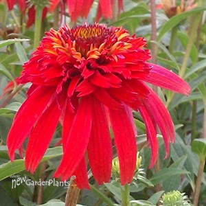 Double Scoop Orange Berry