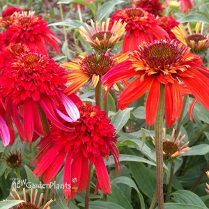 Double Scoop Orange Berry