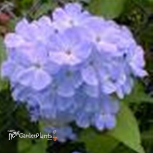 Tall Phlox 'Blue Boy'
