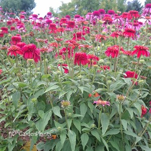 'Double Scoop Raspberry'