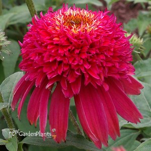 'Double Scoop Raspberry'