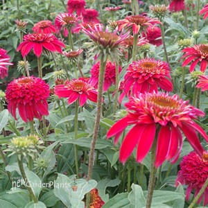 'Double Scoop Raspberry'