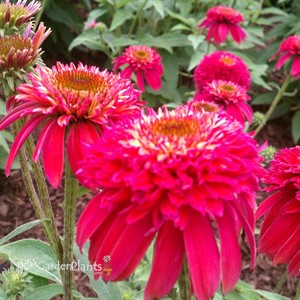 'Double Scoop Raspberry'