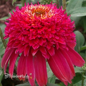 'Double Scoop Raspberry'