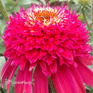 'Double Scoop Raspberry'