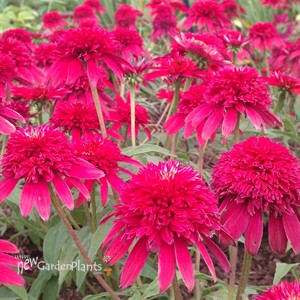 'Double Scoop Cranberry'  ppaf