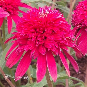 'Double Scoop Cranberry'  ppaf