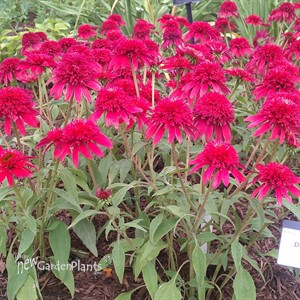 'Double Scoop Cranberry'  ppaf