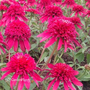 'Double Scoop Cranberry'  ppaf