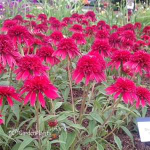 'Double Scoop Cranberry'  ppaf