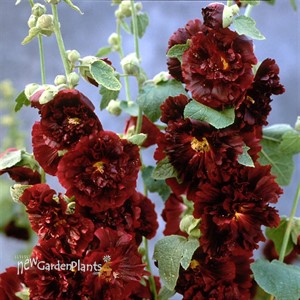 'Double Scarlet'  Hollyhock